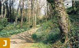 Lush vegetation in the valley